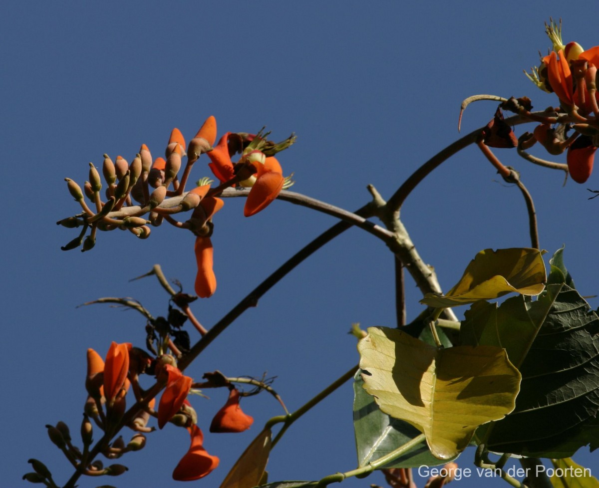 Erythrina fusca Lour.